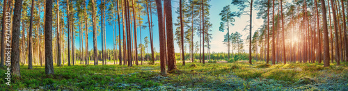 Coniferous forest with morning sun shining