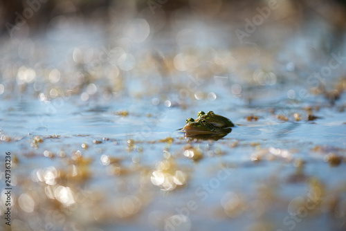 Green Frog Macro With Reflection