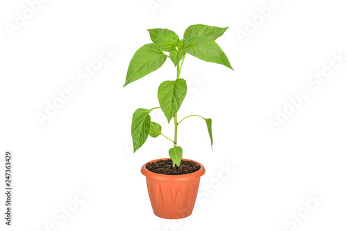 Seedlings of pepper in a pot isolated on white background.Green bell pepper as object for design.