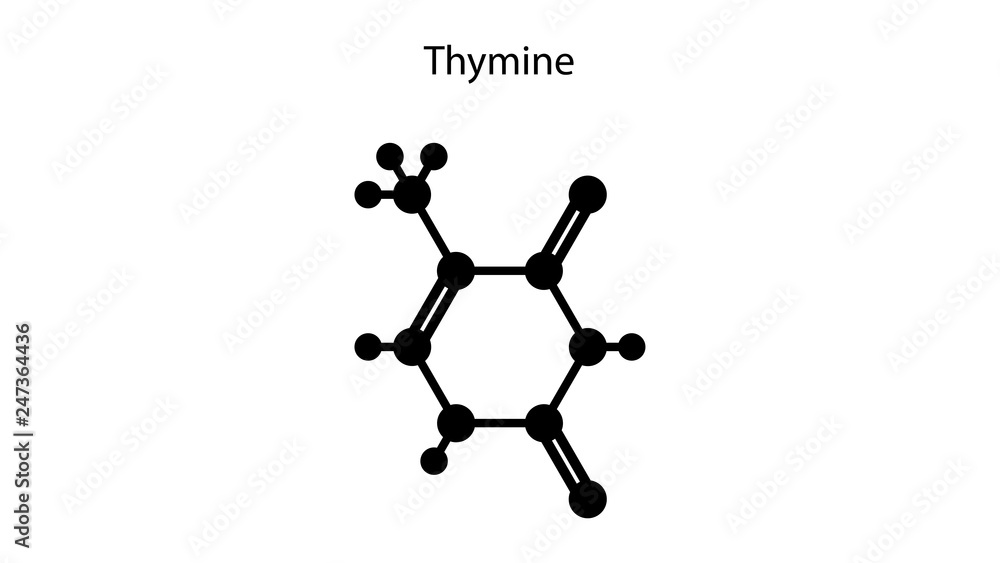 Thymine molecular structure vector design Thymine molecular structure vector design