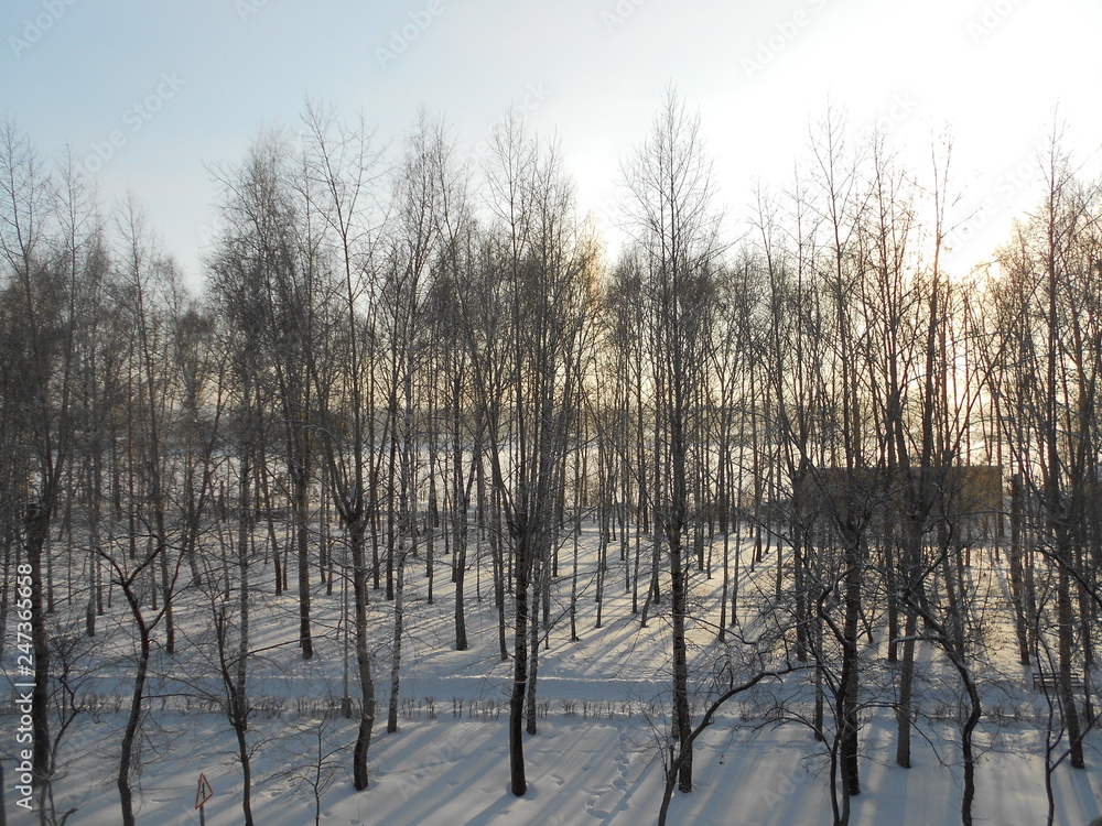 forest in winter forest in winter
