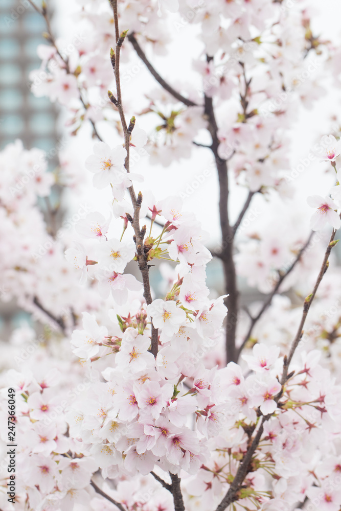 Pink Cherry blossom flower background
