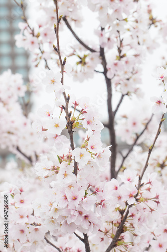 Pink Cherry blossom flower background