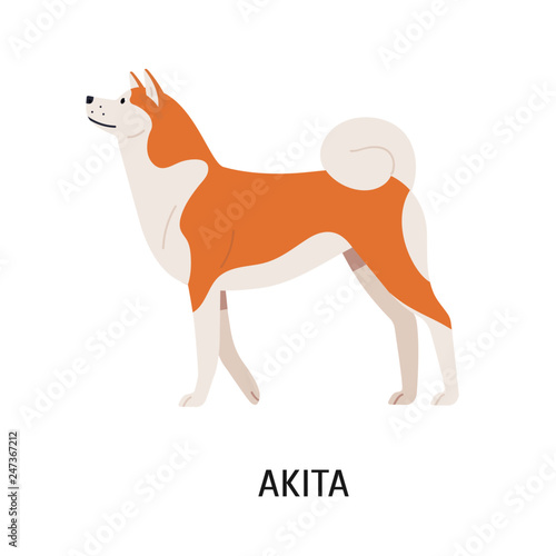 Akita Inu
