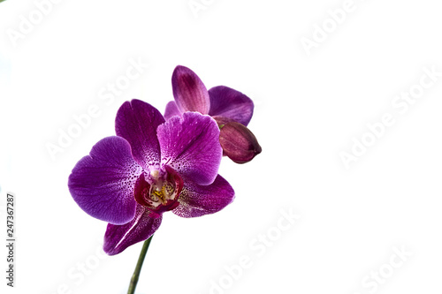 Purple orchid flower phalaenopsis, phalaenopsis, known as moth orchids or phal against a white wall. Selective focus. Close-up. Nature concept for design. There is a place for your text.