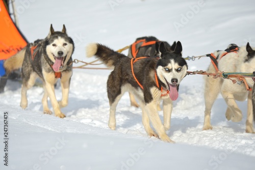 Huskies exitedly running and pulling a sled through snow © remus20