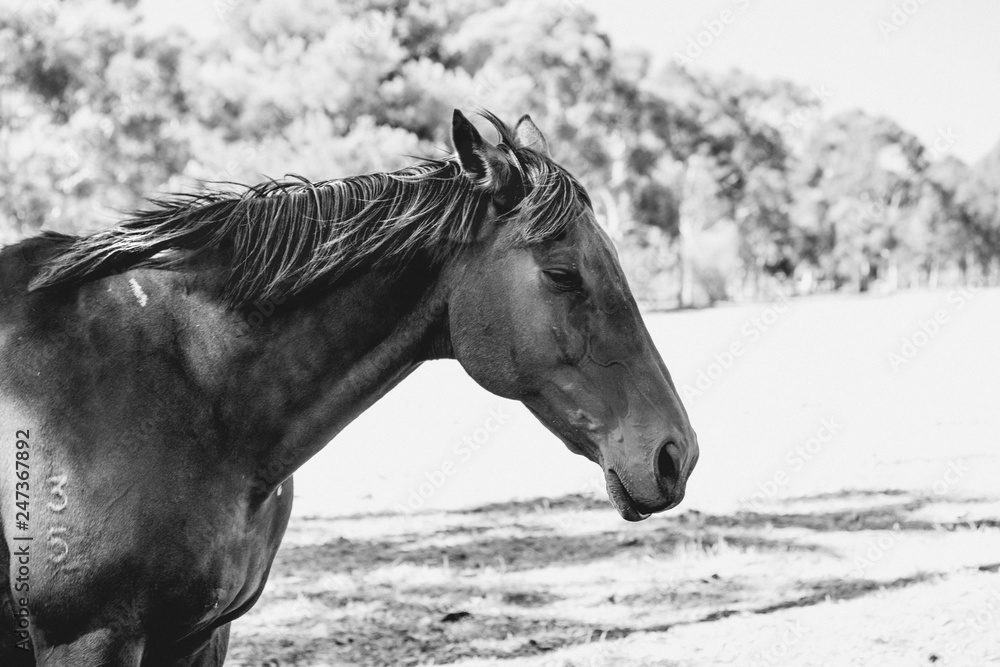 Beautiful horse enjoying the sunlight Beautiful horse enjoying the sunlight