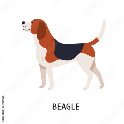 English Beagle