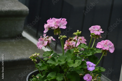 spring flowers in the garden