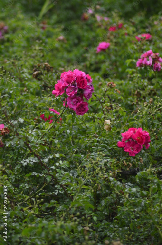 Obraz premium spring flowers in the garden