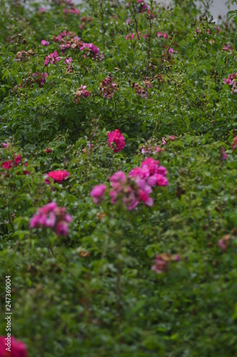 Fototapeta Naklejka Na Ścianę i Meble -  spring flowers in the garden