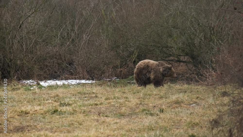 Brown bear walking on a glade by the forest in the distance. It is cold and snowy. Brown bear walking on a glade by the forest in the distance. It is cold and snowy.