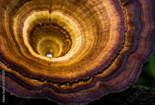 Macro of Fungi
