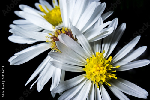 bokeh of flowers