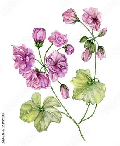 Beautiful pelargonium flower twig with green leaves and closed buds isolated ...