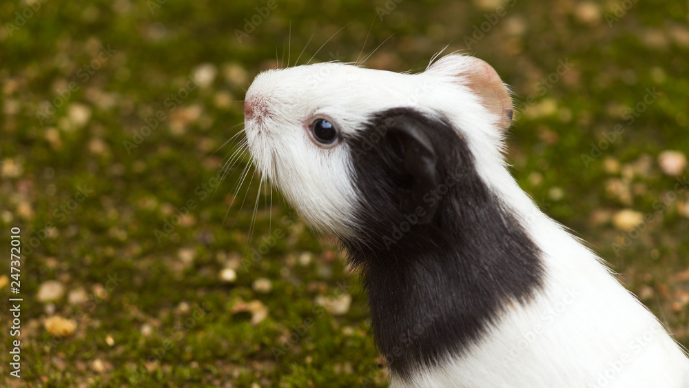 guinea pig searching for his owner. guinea pig searching for his owner.