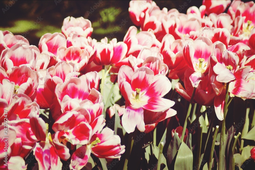 Fototapeta premium flowers in the garden