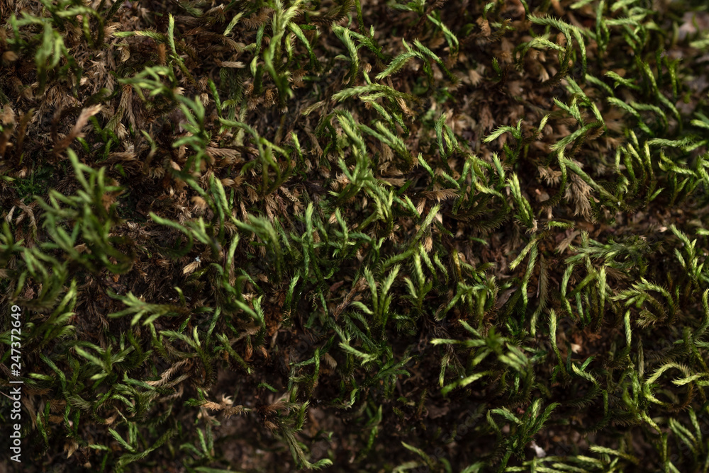 Obraz premium Moss on a tree closeup macro