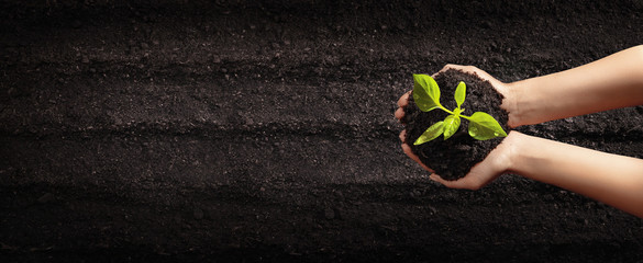 Female Hands Planting Young Plants. Garden Concept
