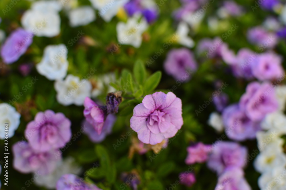 flowers in the garden