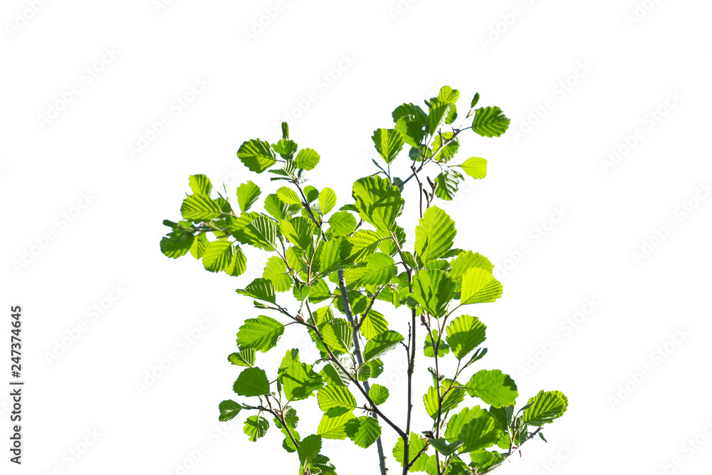 Green bush isolated. Alder branches with young spring solar leaves stretch upwards. Central position, front view. Green bush isolated. Alder branches with young spring solar leaves stretch upwards. Central position, front view.