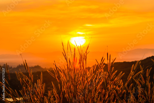 Grass with the sun 3
