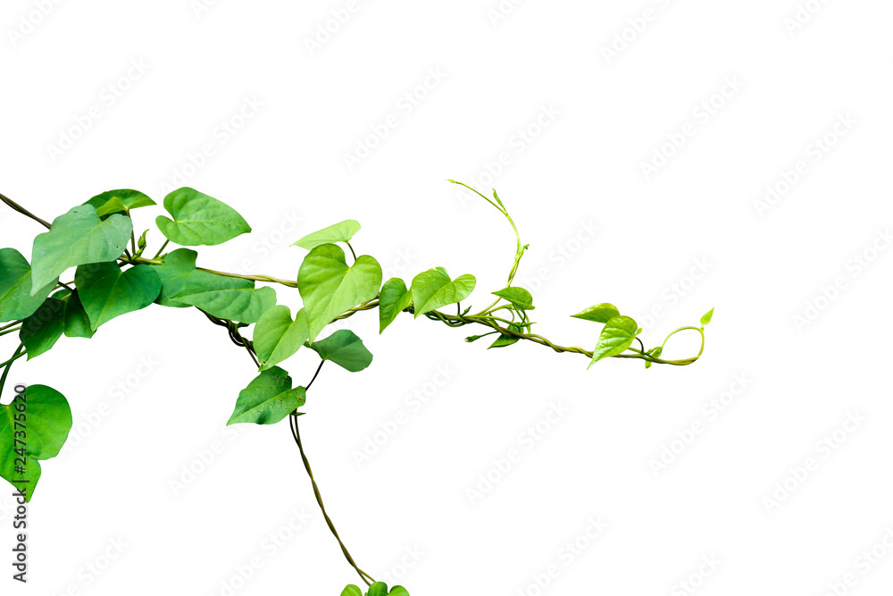 Heart shaped green leaves vine isolated on white background. Heart shaped green leaves vine isolated on white background.