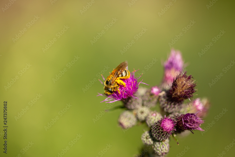 A bee full of pollen on a flower A bee full of pollen on a flower