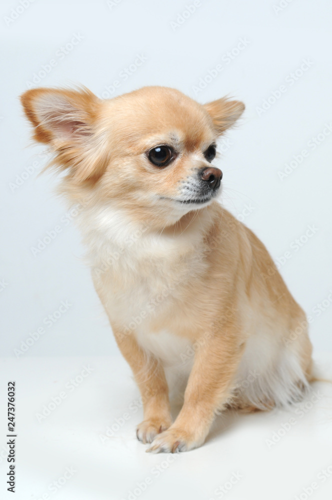 little dog little dog