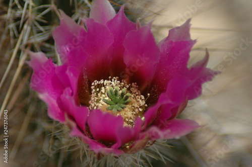 Pink blossom of a cactus