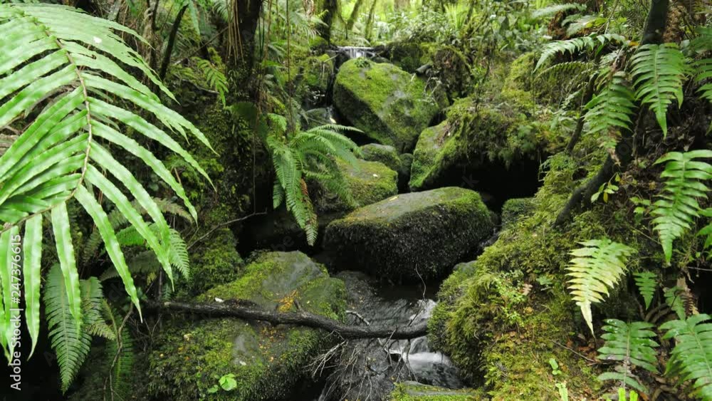 Handheld shot of babbling brook flowing in rainforest overgrown with fern and lush greenery Handheld shot of babbling brook flowing in rainforest overgrown with fern and lush greenery