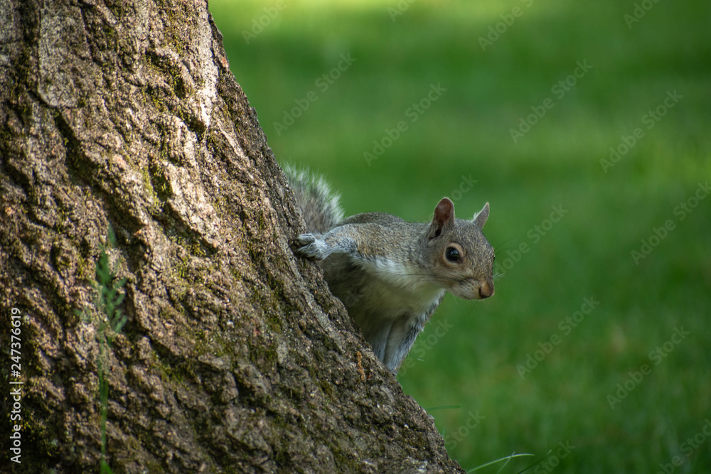 Squirrel Squirrel