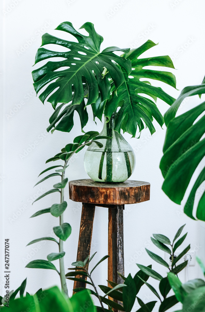 Urban jungle themed tropical monstera leaves in a light green glass vase on a vintage wooden plant stand surrounded by succulent plants. - obrazy, fototapety, plakaty 