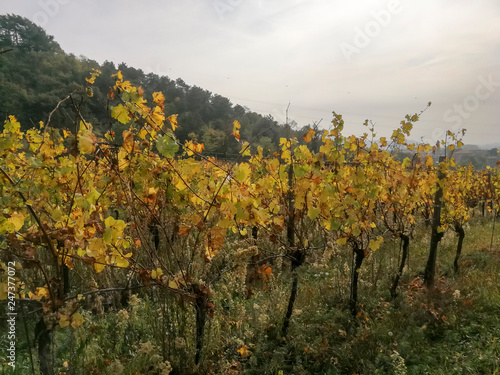 Scenic view of the freshly harvested grape fields in autumn in Friuli Venezia Giulia