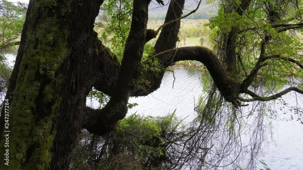 Handheld shot of old tree with moss on its branches growing by the river Handheld shot of old tree with moss on its branches growing by the river
