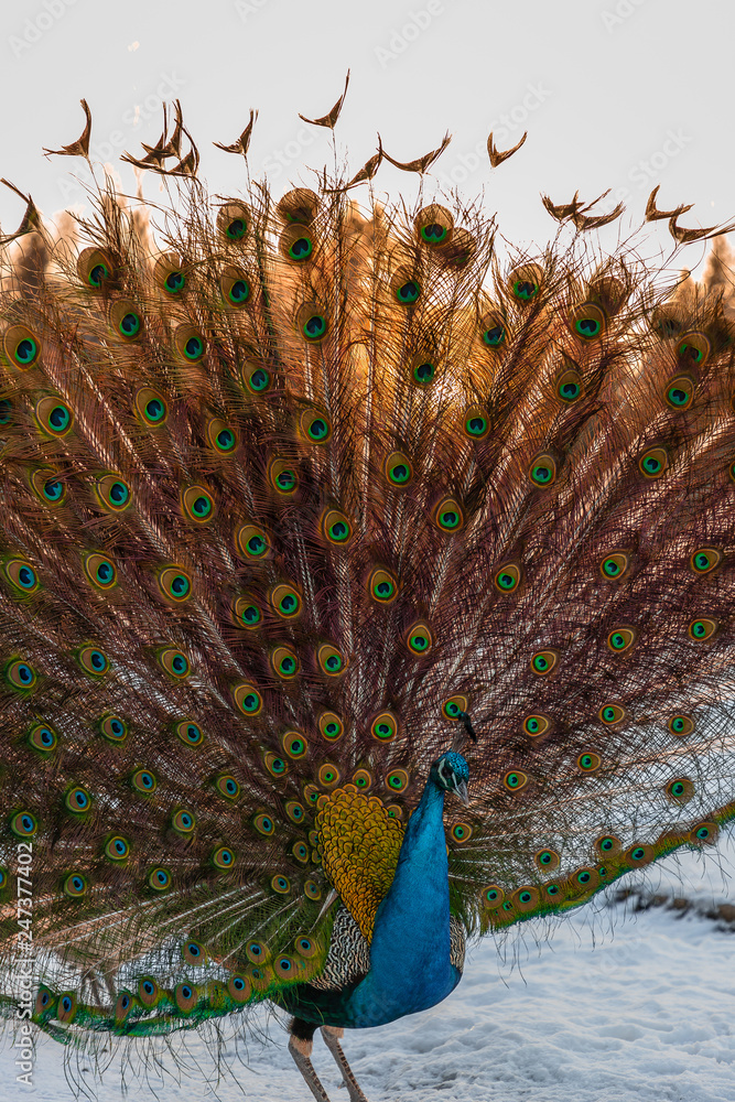 Fototapeta premium elegant peacock with colored feathers