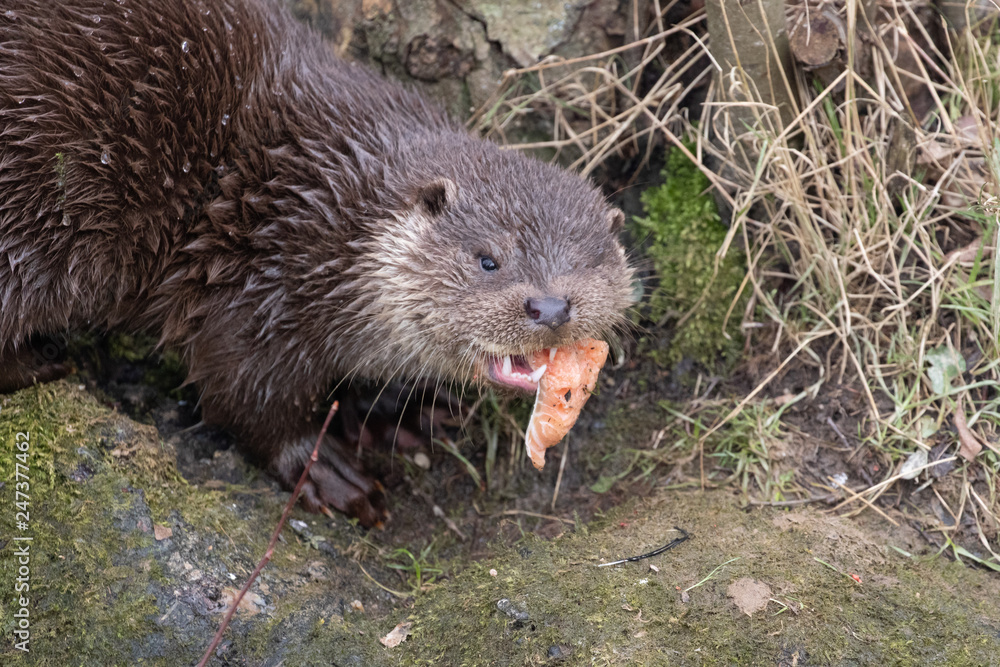 Young Eurasian otter (Lutra lutra) eaying Young Eurasian otter (Lutra lutra) eaying