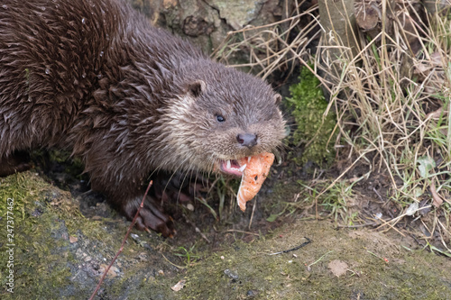 Young Eurasian otter (Lutra lutra) eaying