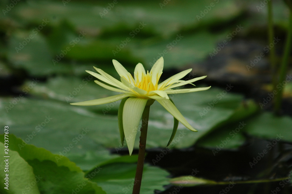 Yellow waterlily