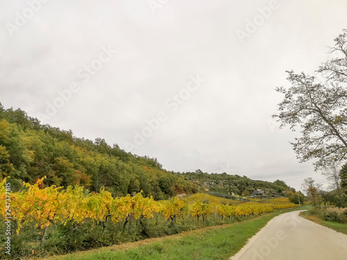 Scenic view of the freshly harvested grape fields in autumn near Buje photo