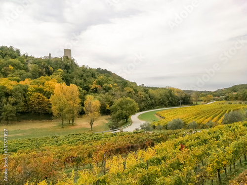 Scenic view of the freshly harvested grape fields in autumn near Buje photo