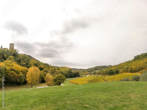 Scenic view of the freshly harvested grape fields in autumn near Buje photo