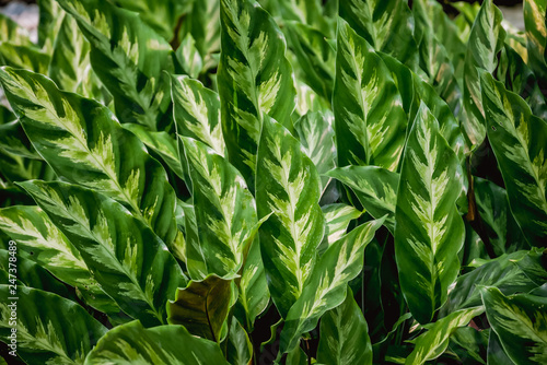 Background texture tropical flowers and leaves Natural concept