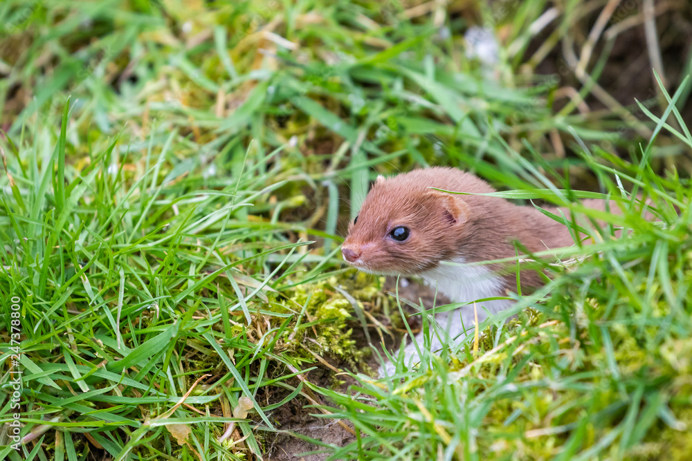 Weasel or Least weasel (mustela nivalis) in the snow Weasel or Least weasel (mustela nivalis) in the snow