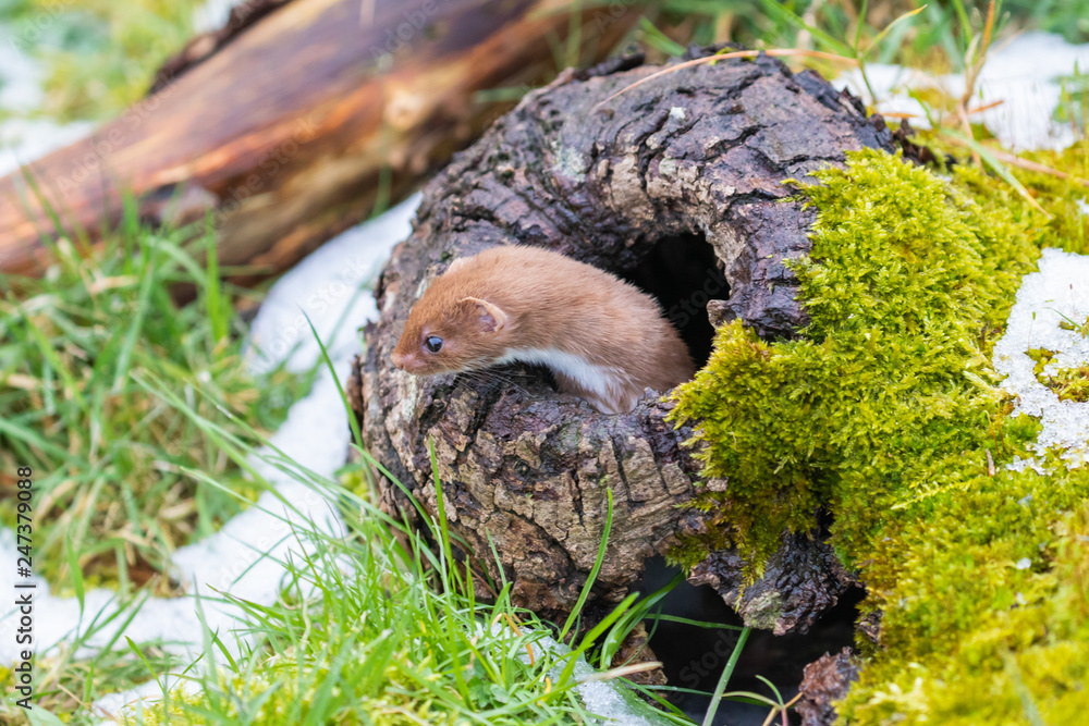 Obraz premium Weasel or Least weasel (mustela nivalis) in the snow