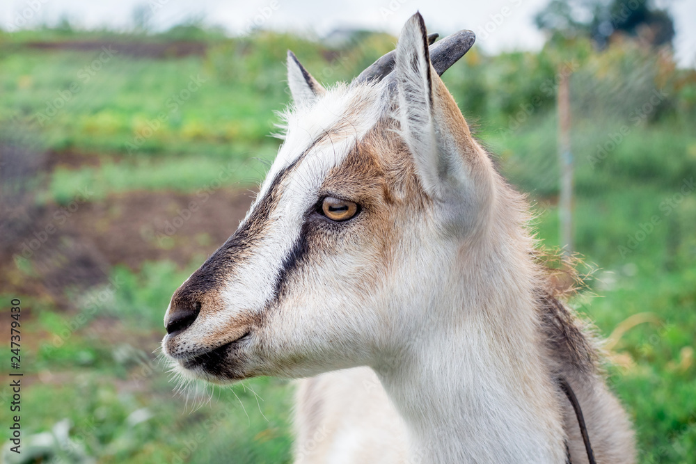 Portrait of a young goat in a profile on the background of the grazing_ Portrait of a young goat in a profile on the background of the grazing_