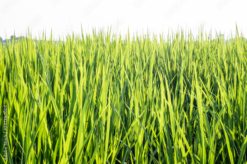 rice green  field close-up nature background against clear sky