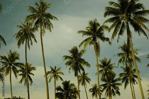 Tall coconut trees against the sky