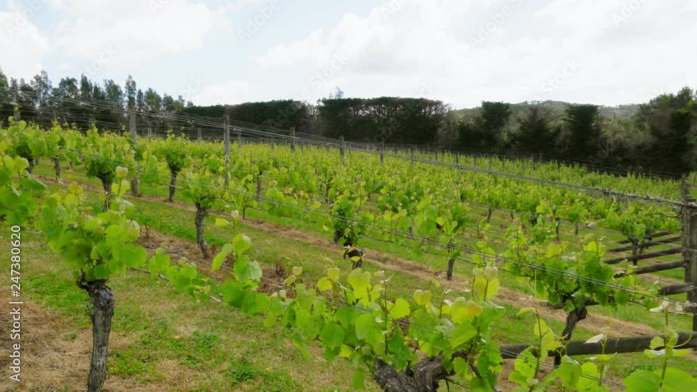 Tracking shot of green grapevines growing in vineyard in countryside Tracking shot of green grapevines growing in vineyard in countryside