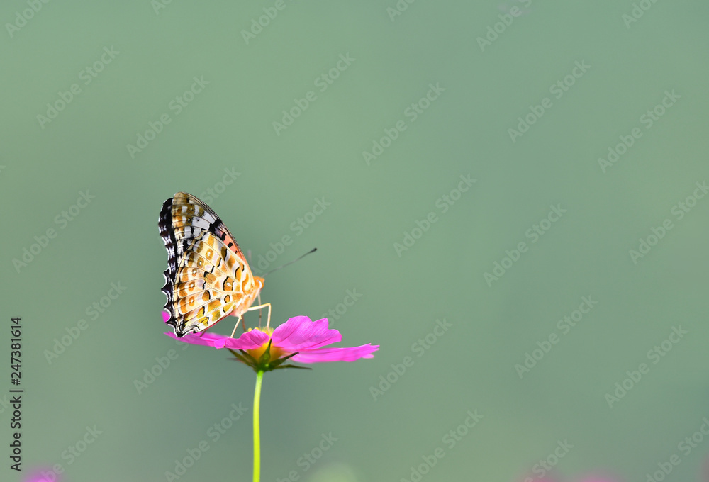 Obraz premium 秋桜に留まる蝶